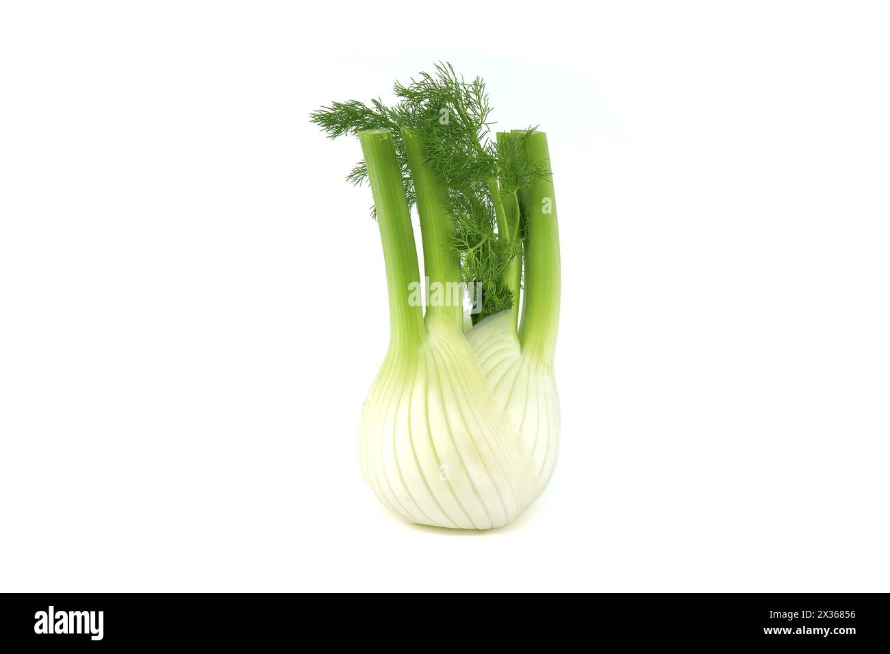 Ganze Fenchelzwiebeln überwiegend hellgelb, mit kontrastierenden Grüntönen an den Stielen und gefiederten Blättern isoliert auf weißem Hintergrund Stockfoto