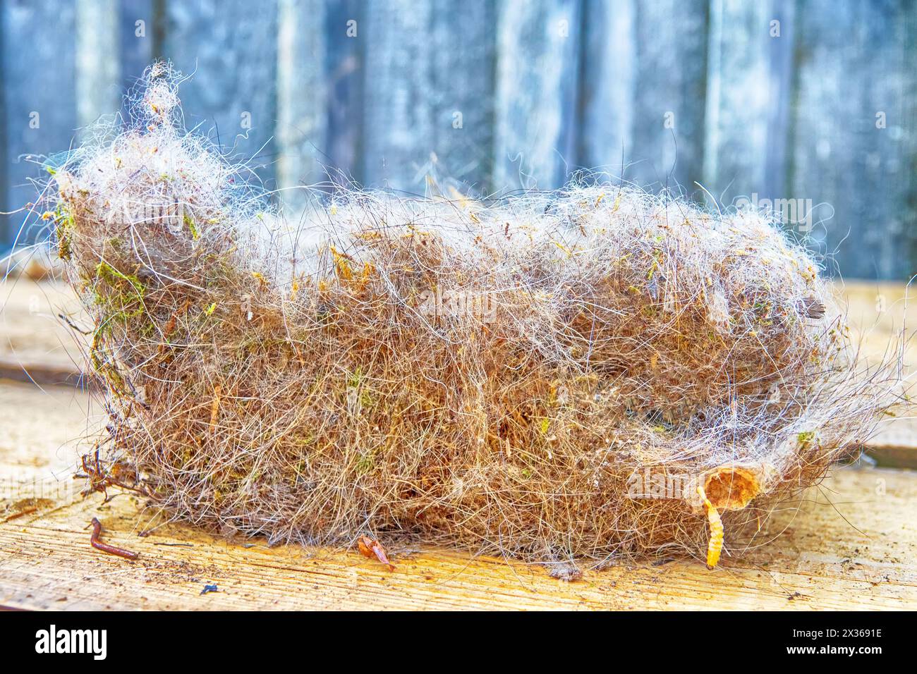 Das Nest der Großen Titte (Parus Major), das aus dem Vogelhaus gewonnen wurde, nachdem die Küken geflogen waren. Es besteht aus dünnen Wurzeln, Gras, Schafwolle, Hund. Käfer-Larven, ca. Stockfoto