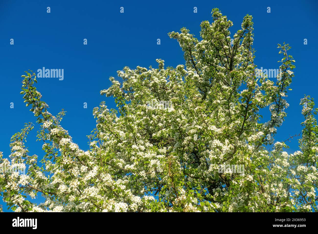 Wilde Birne Pyrus communis) freundliche Blüte in der Waldsteppe, Krabbenbestand zur Steppenaufforstung, Feldschutz- und Straßenanpflanzung, ANZ Stockfoto