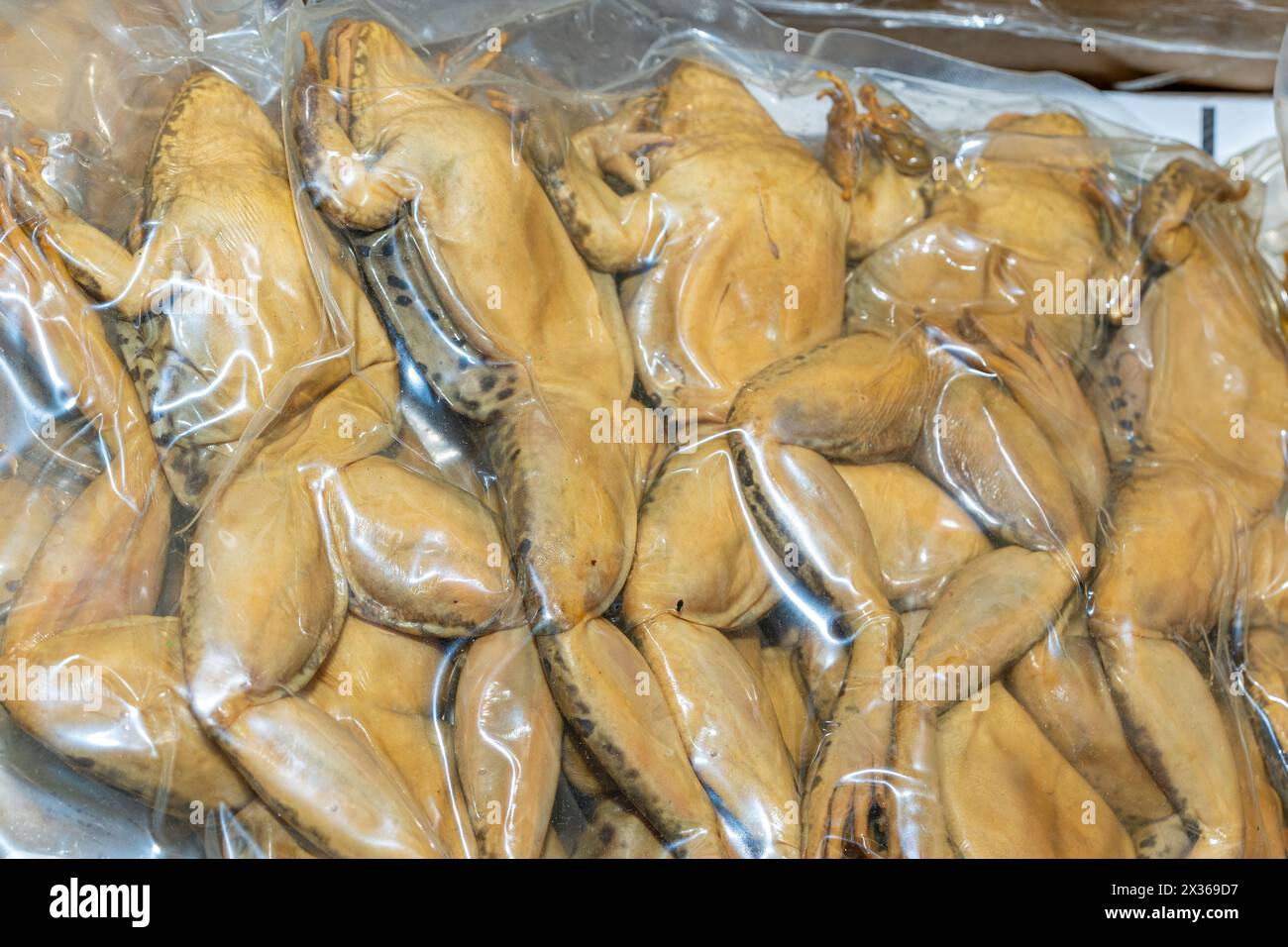 Ein großes Paket von Sezierfroschen, die in Wissenschaft, Biologie, Klassenzimmer, Labor verwendet werden, um Anatomie zu lehren. Stockfoto