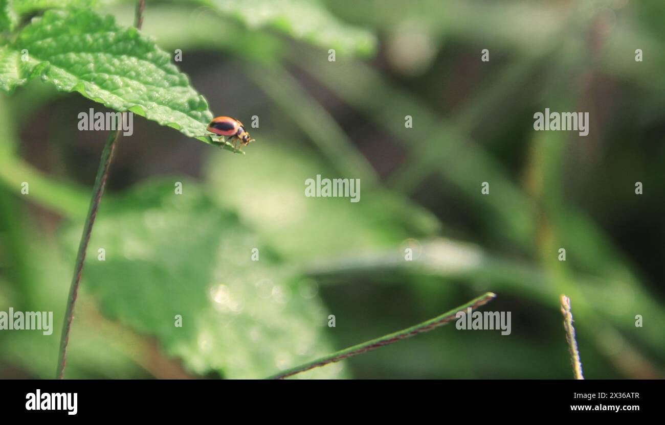 Makrofotografie eines Marienkäfers auf Blättern Stockfoto