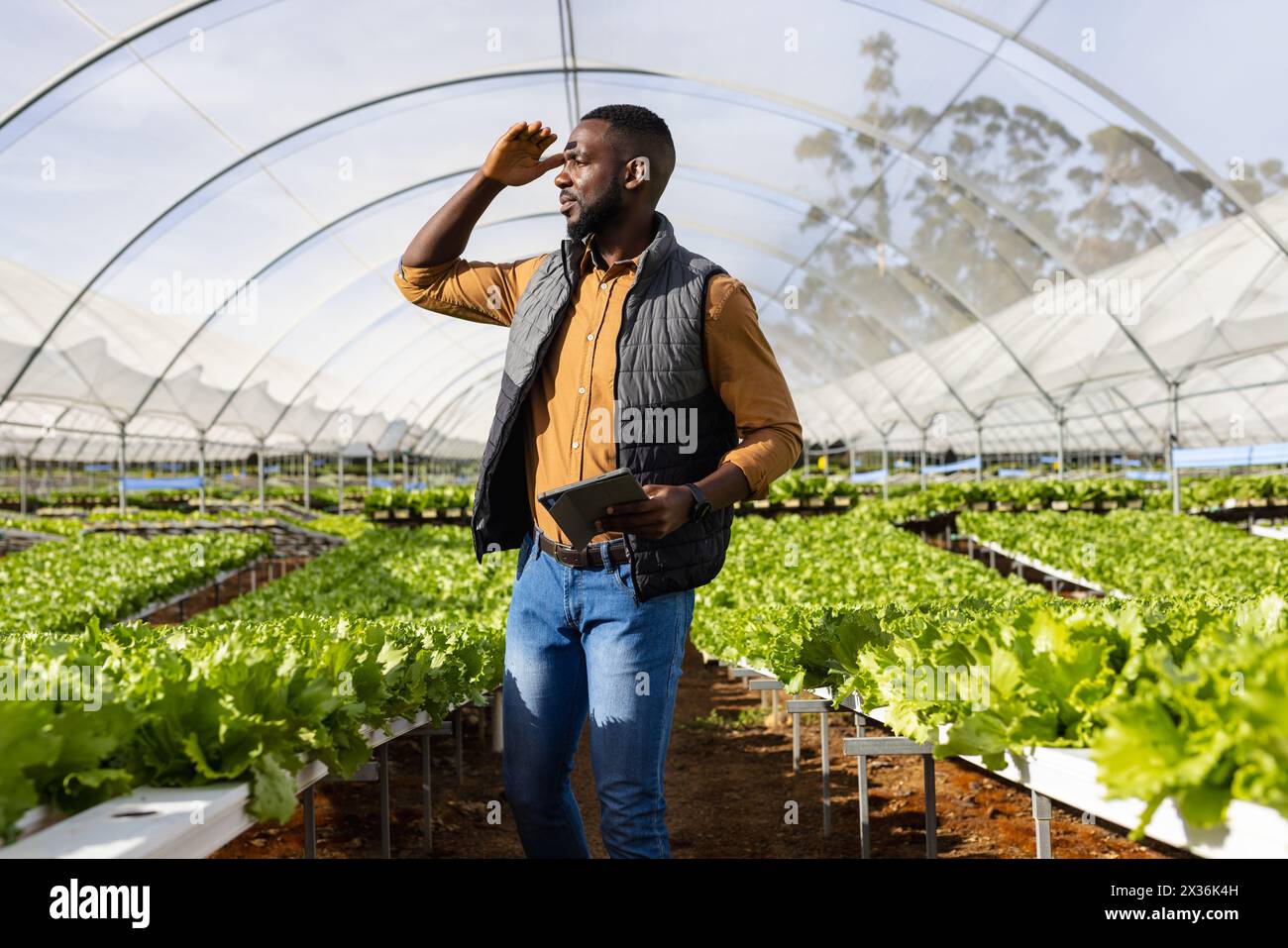 Afroamerikanischer junger männlicher Landwirt, der Tablette hält und über die Hydrokultur im Gewächshaus blickt Stockfoto