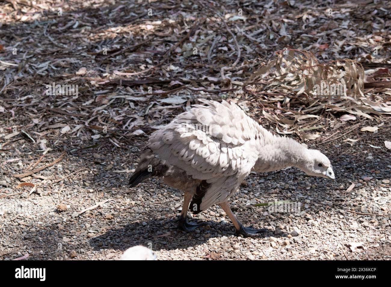 Die Kapbarren-Gans ist eine sehr große, hellgraue Gans mit einem relativ kleinen Kopf. Es hat Reihen großer dunkler Flecken in Linien über den Schultern und Stockfoto