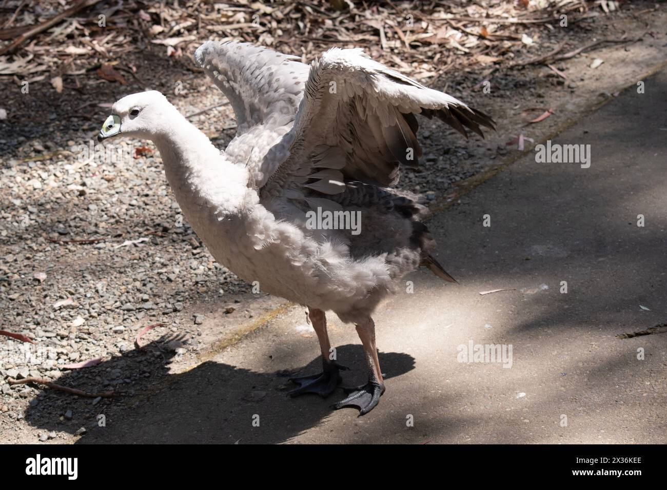 Die Kapbarren-Gans ist eine sehr große, hellgraue Gans mit einem relativ kleinen Kopf. Es hat Reihen großer dunkler Flecken in Linien über den Schultern und Stockfoto