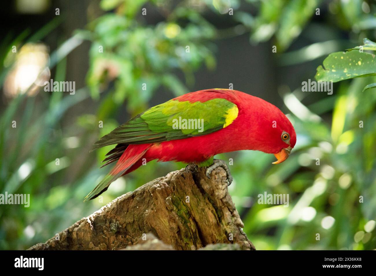 Die plappernde Lory hat einen roten Körper und einen gelben Fleck auf dem Mantel. Die Flügel und Oberschenkel sind grün, die Flügelverkleidungen gelb. Der Schwanz i Stockfoto