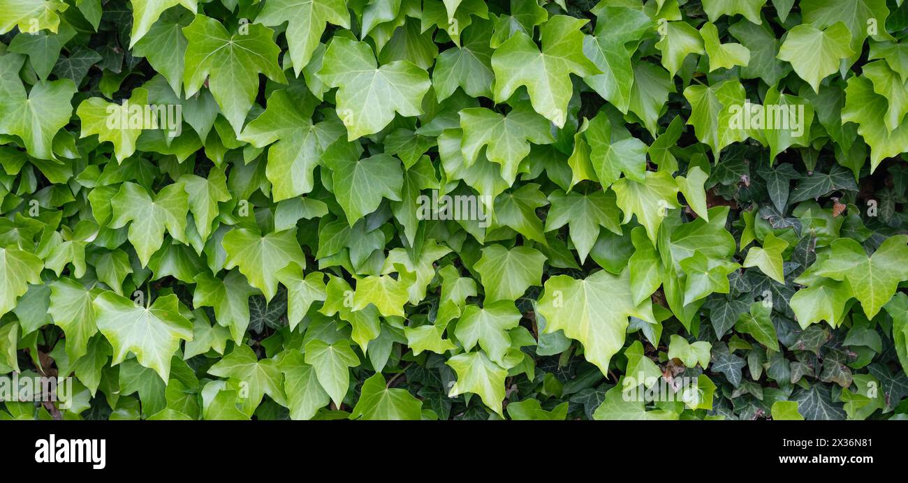 Efeu textur -Fotos und -Bildmaterial in hoher Auflsung  Alamy