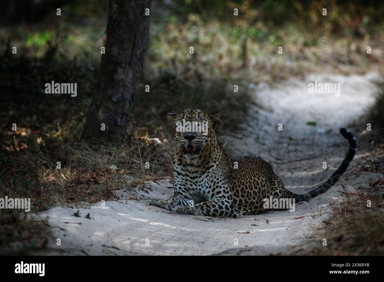 Majestät am Straßenrand, Leopard ruht im Wild National Park. Inmitten der rauen Schönheit des wilden Nationalparks. Stockfoto