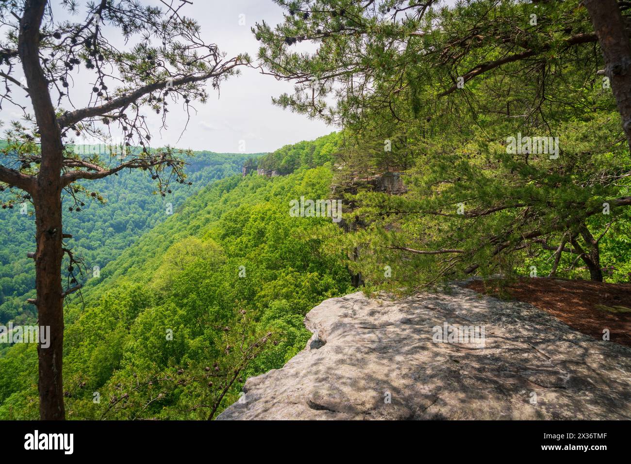 Ein Wanderweg entlang des Ridge im New River Gorge National Park und Preserve im südlichen West Virginia in den Appalachen, USA Stockfoto