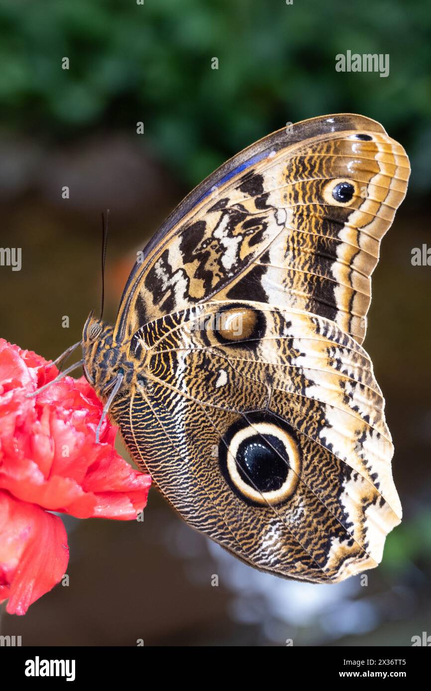 Eine Nahaufnahme eines Morpho-Schmetterlings mit geschlossenen Flügeln, der die komplizierten Muster und Augenflecken auf einer lebendigen Blume zeigt. Stockfoto