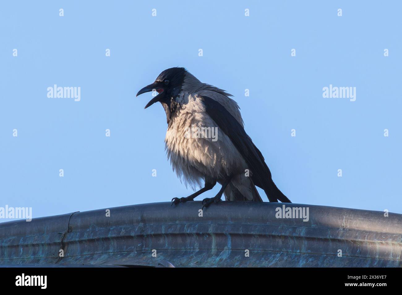 Wütende Kapuzenkrähe auf dem Dach (Corvus Corone cornix) Stockfoto