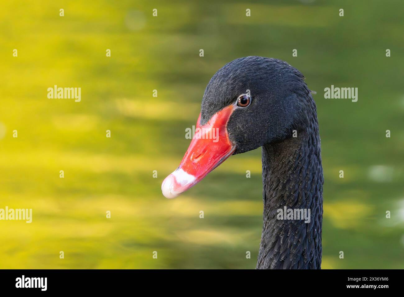 Porträt eines schwarzen Schwans über bunten Reflexionen auf dem See (Cygnus atratus) Stockfoto