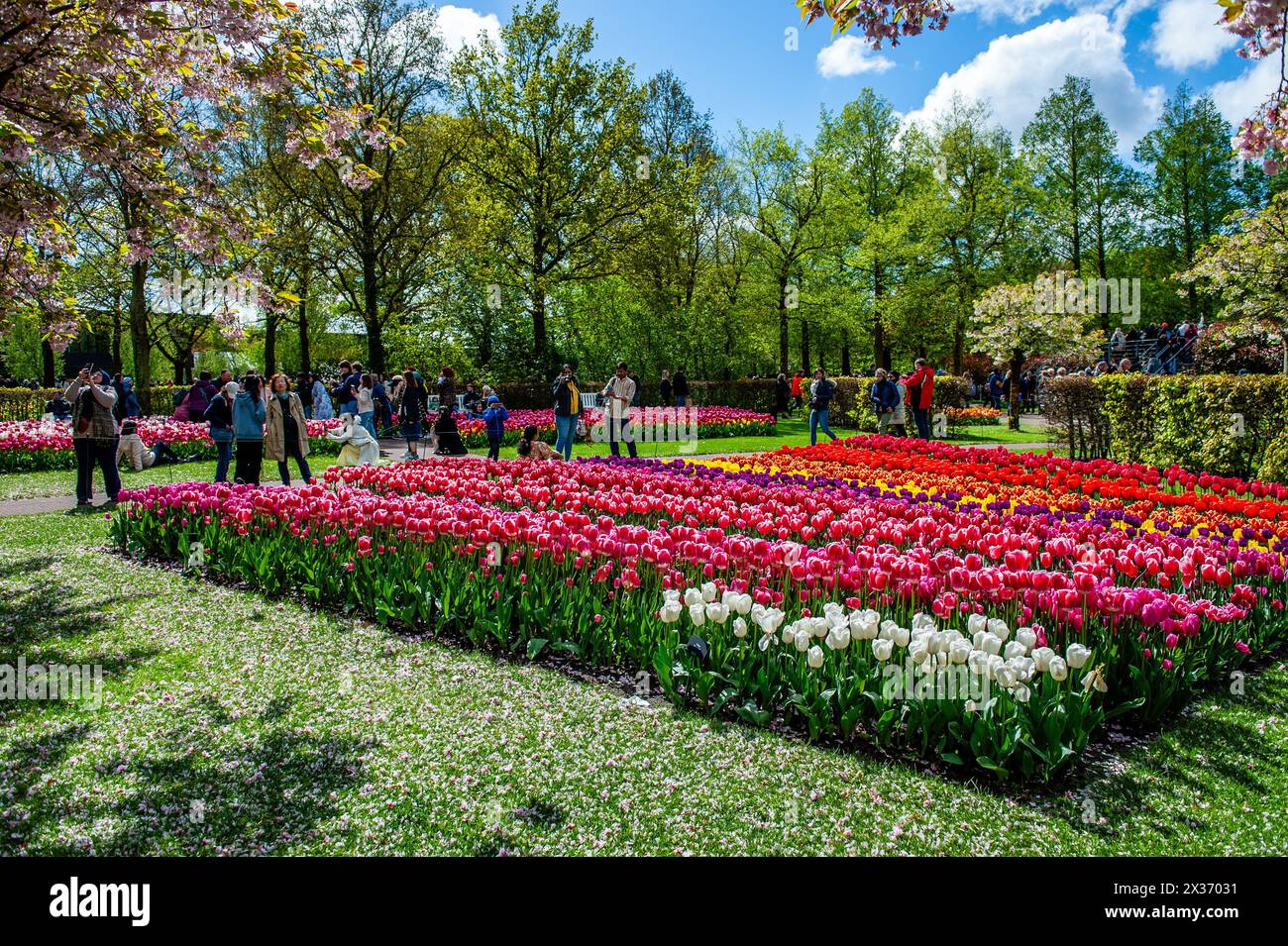 April, Lisse. Keukenhof ist auch bekannt als der Garten Europas, einer der größten Blumengärten der Welt und liegt in Lisse, Niederlande. Zusätzlich zu den Millionen von Tulpen, Narzissen und Hyazinthen im Park sind die Blumenshows in den Pavillons größer und schöner geworden. Stockfoto