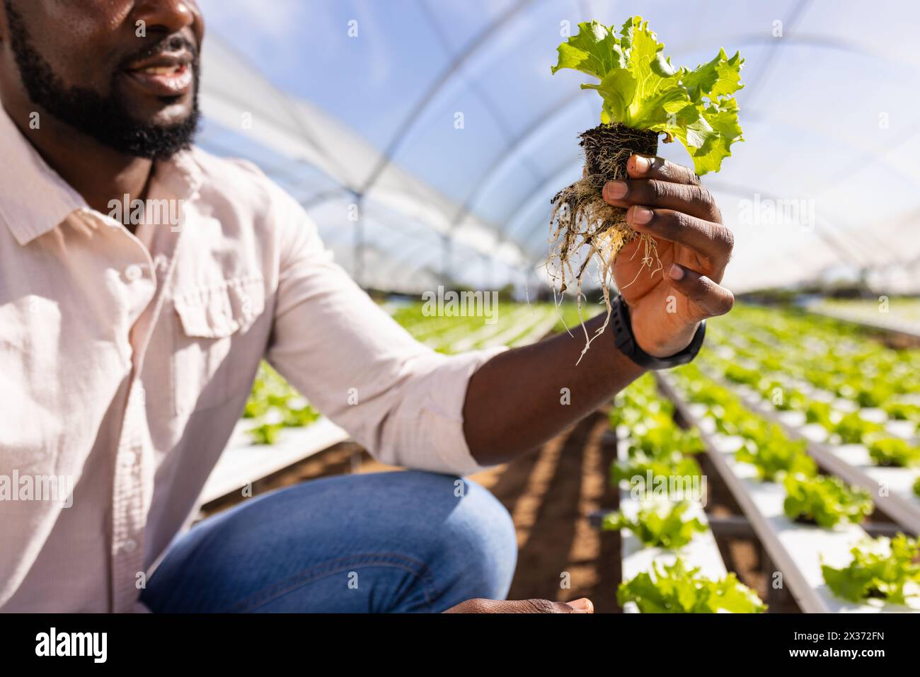 Ein afroamerikanischer Farmer inspiziert Salatwurzeln in einem Hydrokultur-Gewächshaus Stockfoto