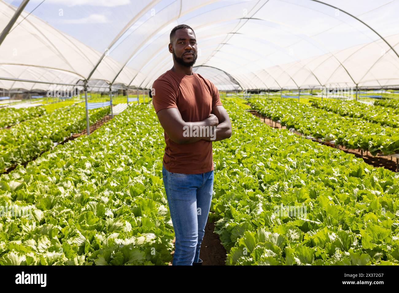 Afroamerikanischer junger männlicher Landwirt, der mit überkreuzten Armen in einer Gewächshaushydroponischen Farm steht Stockfoto