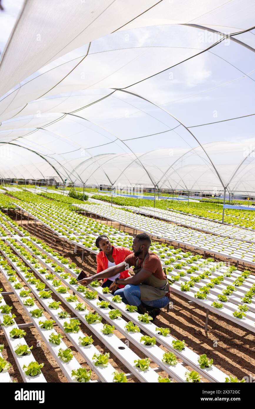 Zwei afroamerikanische Bauern inspizieren Pflanzen im Hydrokultur-Gewächshaus, Kopierraum Stockfoto