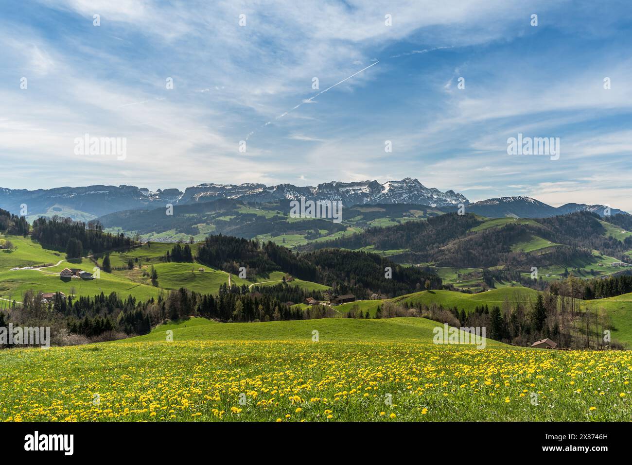 Landschaft in den Appenzeller Alpen, Blick über eine Löwenzahnwiese auf die Alpsteinberge mit Saentis, Kanton Appenzell Innerrhoden, Schweiz Stockfoto