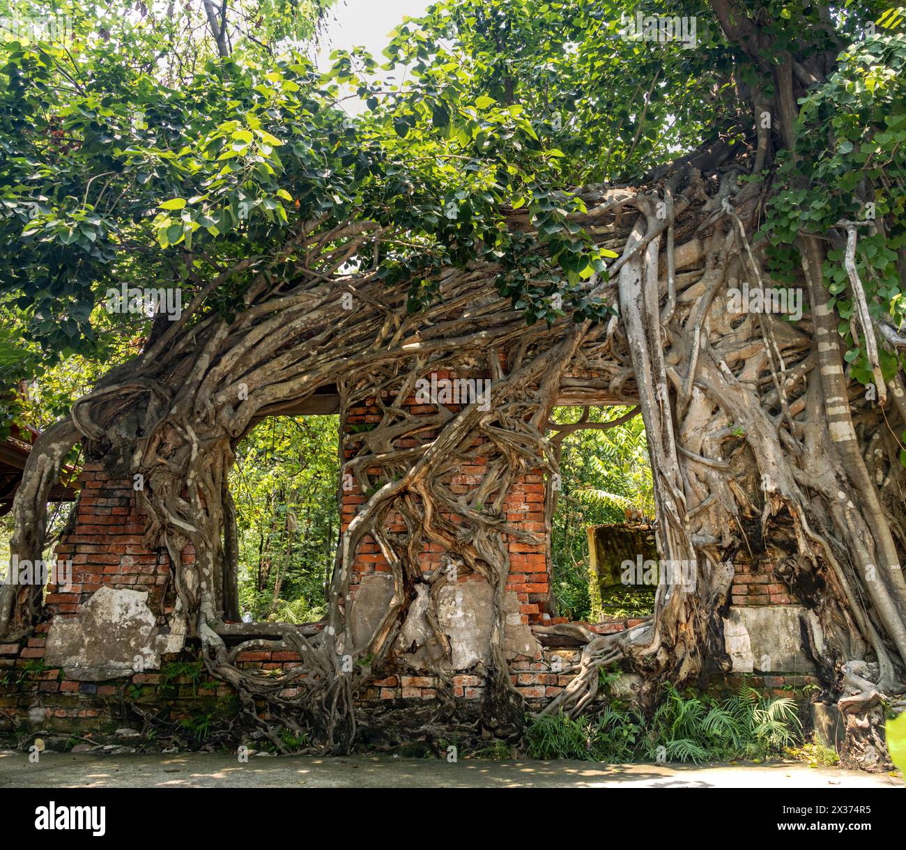 Alte Ziegelmauer mit Baumwurzeln in einem tropischen Wald Stockfoto