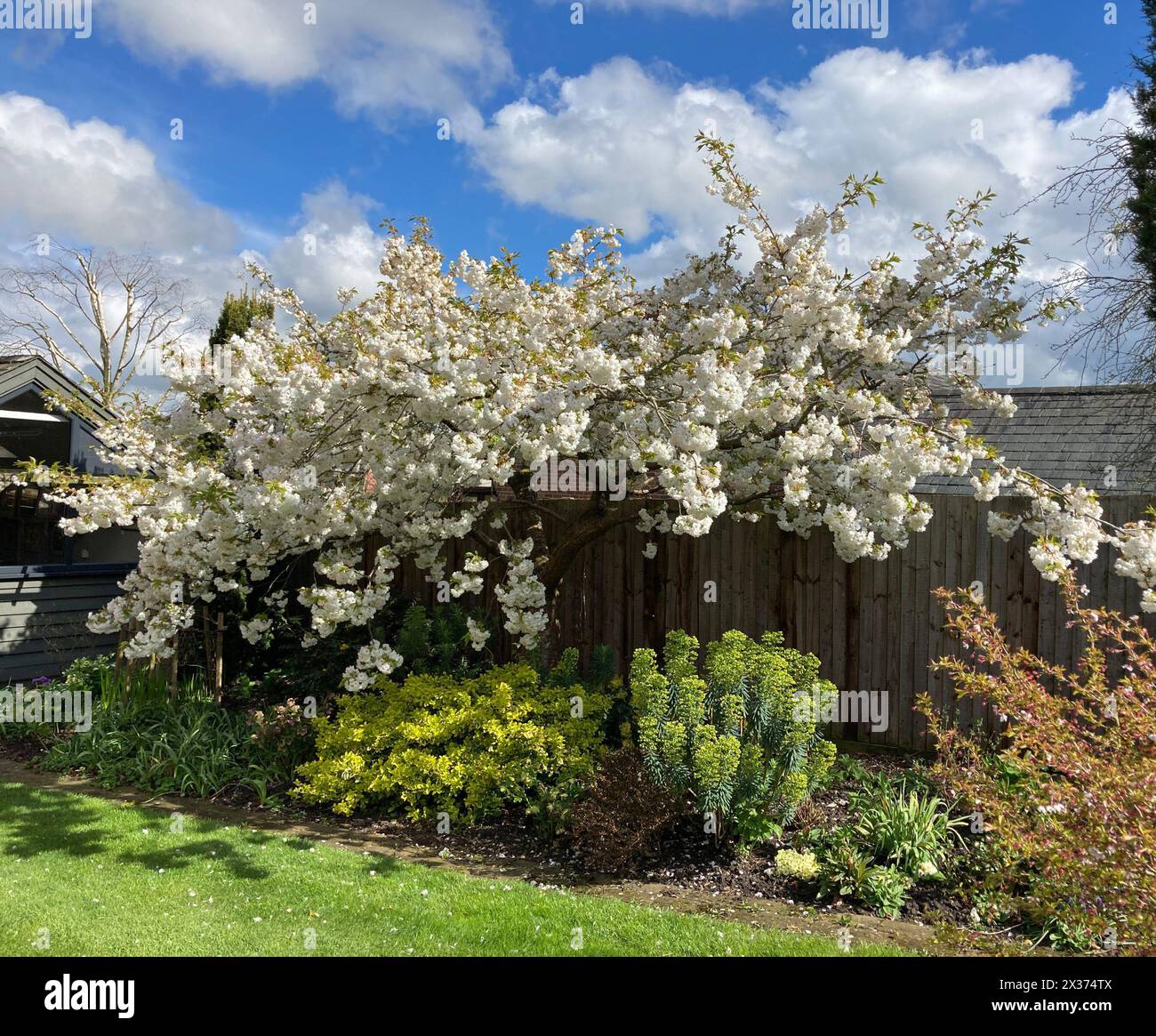 Wunderschöne weiße Frühlingsblüte auf Prunus 'Shirotae' (auch bekannt als 'Mount Fuji' / Serrulata 'Kojima') Kirschbaum in der Gartengrenze, Leicestershire, England, Großbritannien Stockfoto