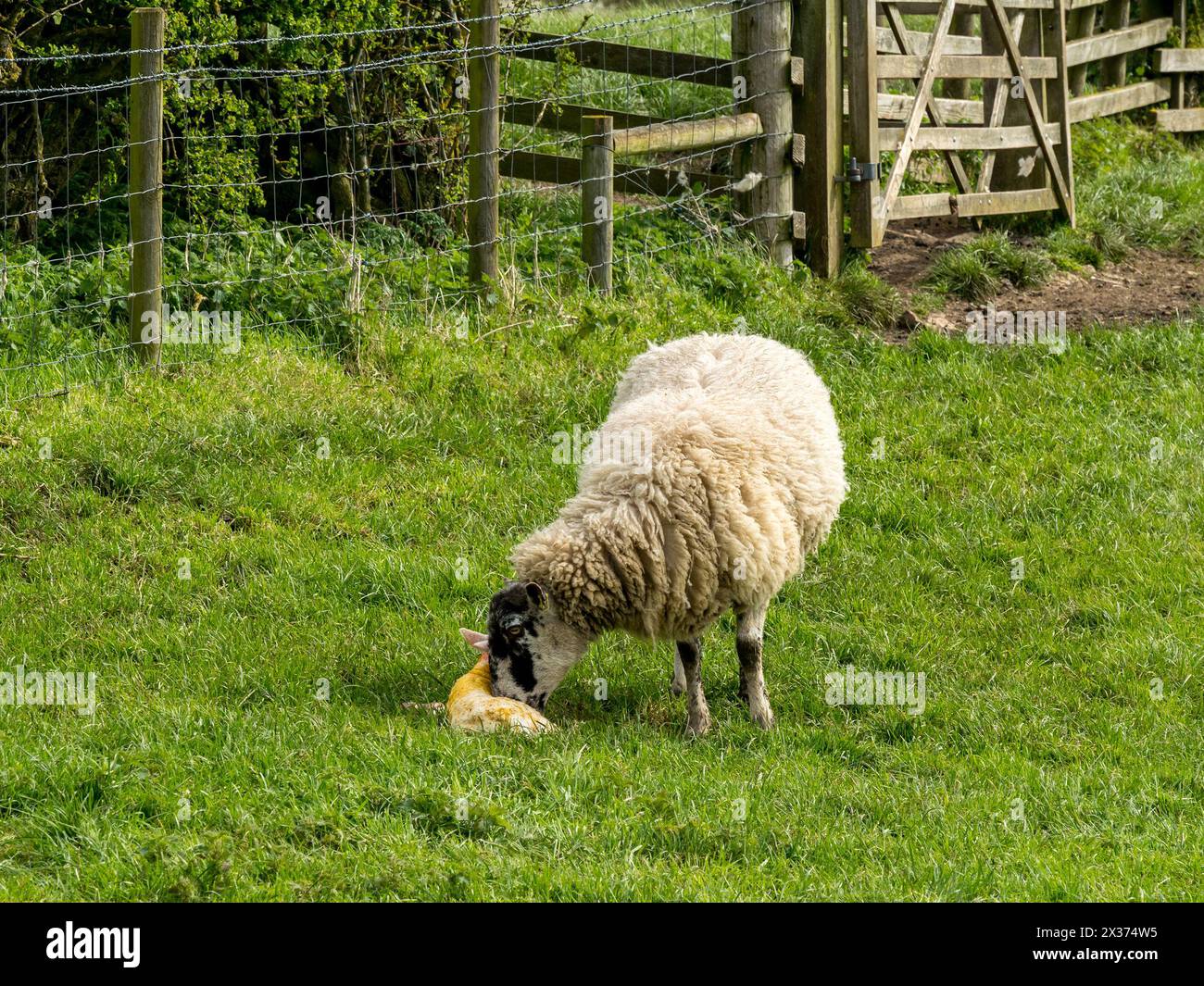 Mutterschafe essen Plazenta von frisch geborenem Lammfleisch, das nur wenige Momente früher draußen im Grasfeld in Leicestershire, England, Großbritannien geboren wurde Stockfoto