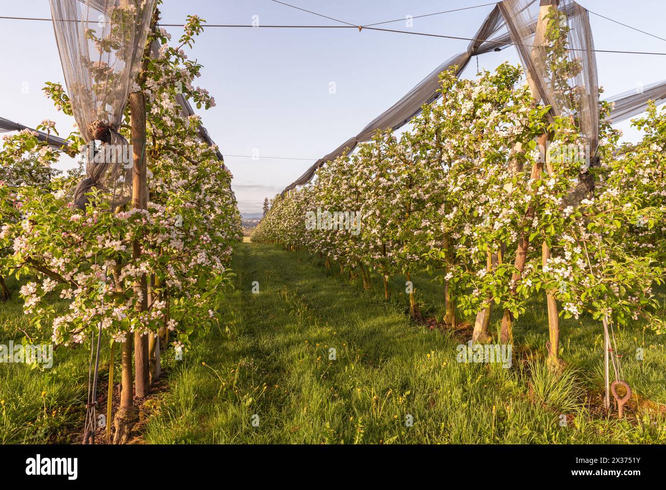 Blühender Apfelgarten, Egnach, Kanton Thurgau, Schweiz Stockfoto