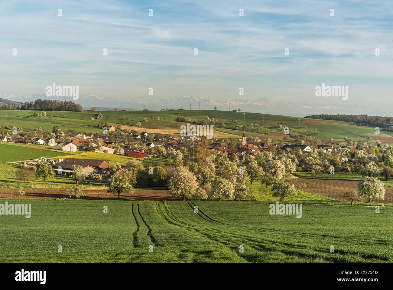 Frühlingslandschaft im Hegau, Blick auf das Dorf Watterdingen, im Hintergrund die Schweizer Alpen, Baden-Württemberg, Deutschland Stockfoto