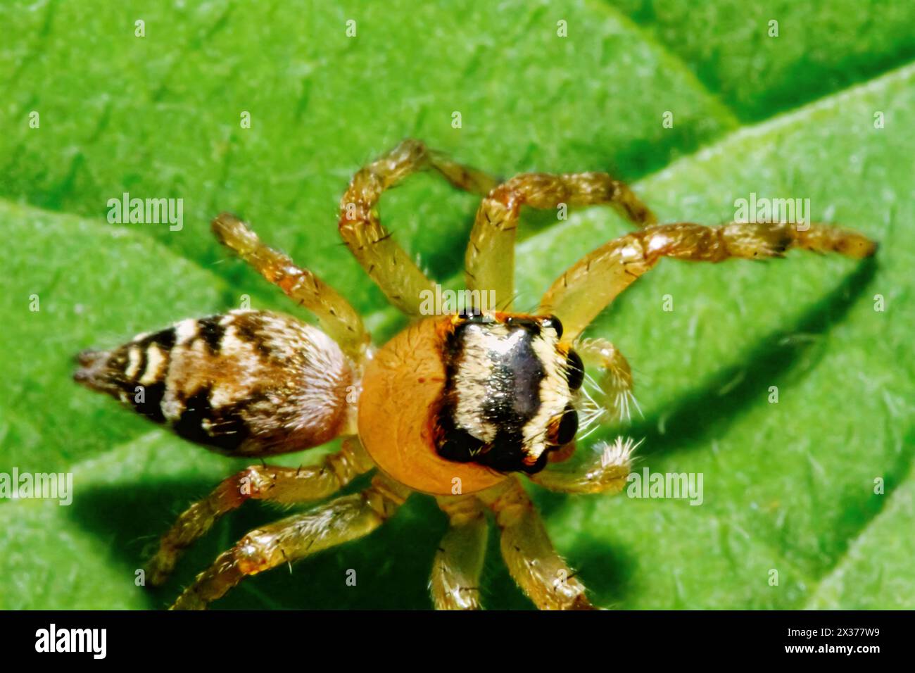 Eine detaillierte Nahaufnahme eines Plexippus Paykulli mit seinen komplizierten Mustern und Farben. Die bewegte Haltung der Spinne zeigt die Schönheit der Natur. Wulai Stockfoto