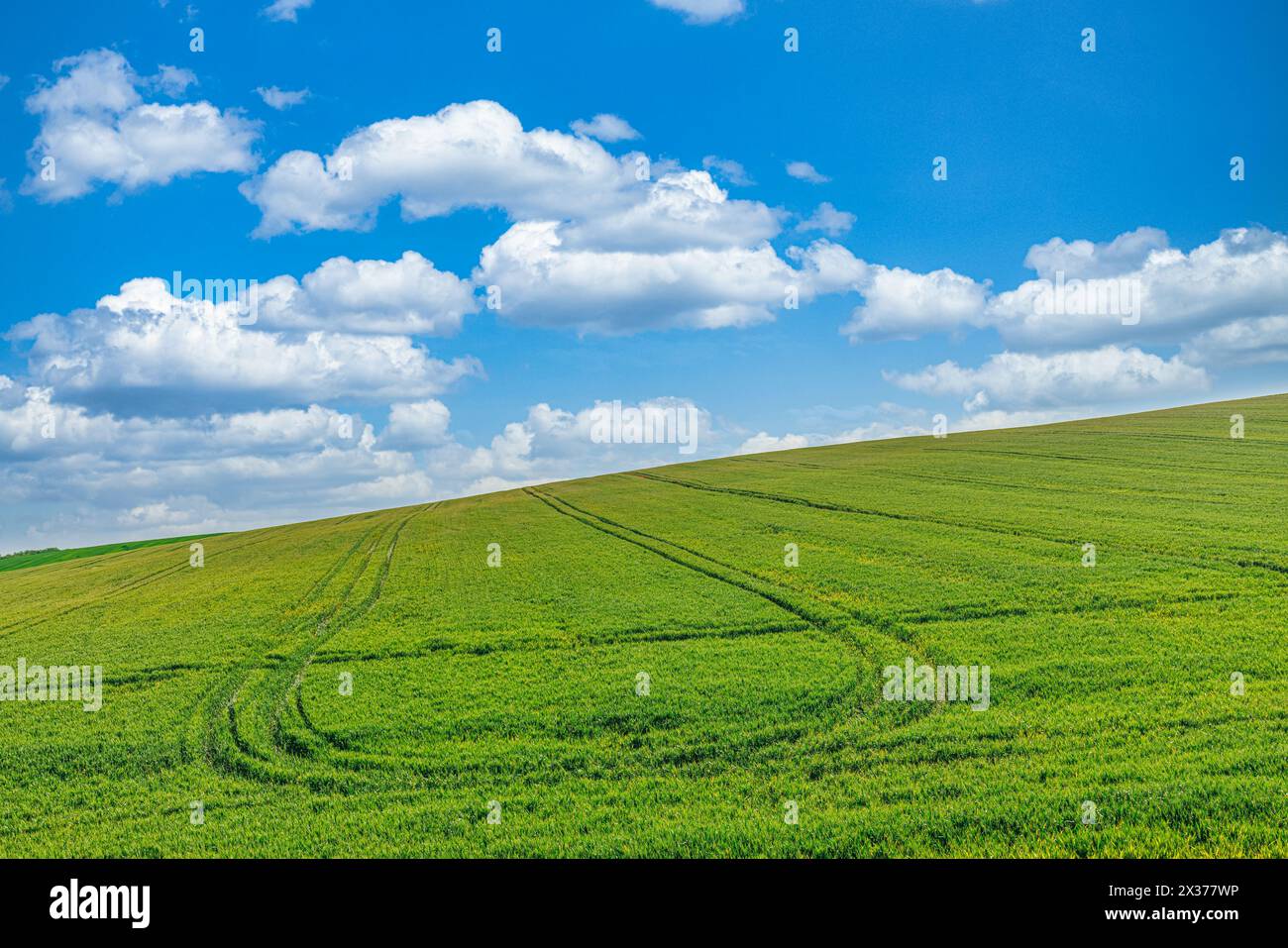 Erstaunliche Landwirtschaftslandschaft, entspannende Natur, landschaftlich reizvoll mit Linien im Weizenfeld unter sonnigem blauem Himmel. Idyllischer Naturhintergrund, Panoramablick. Stockfoto
