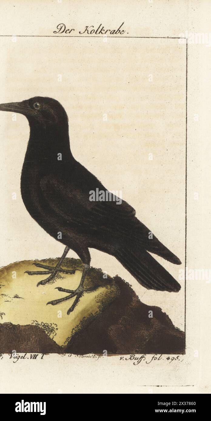 Rabe, Corvus corax. Der Kolkrabe, der Rabe, Le Grand Corbeau, Corvus (Corax) ater. Handkolorierter Kupferstich von Johann Gottlieb Schmidt nach einer Illustration von Francois-Nicolas Martinet aus Bernhard Christian Ottos Ausgabe von Comte de Buffons Naturgeschichte der Vogel, Naturgeschichte der Vögel, Ben Joachim Pauli, Berlin, 1781. Stockfoto