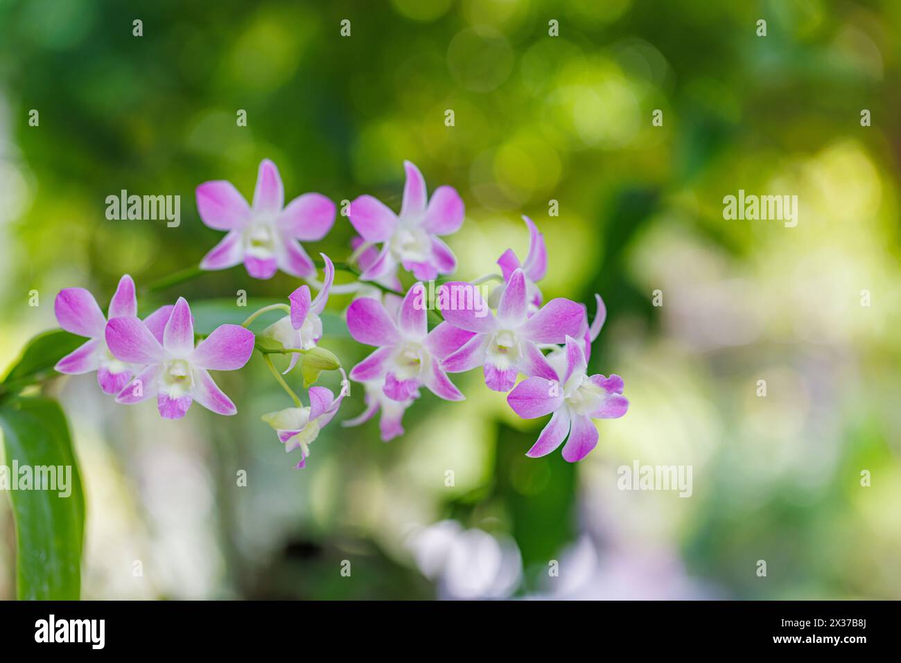 Orchideenblume für Postkartenschönheit und Landwirtschaftsdesign. Wunderschöne Orchideenblüten im Garten, in voller Blüte auf dem Bauernhof, auf grüner Natur verwischen den Hintergrund Stockfoto