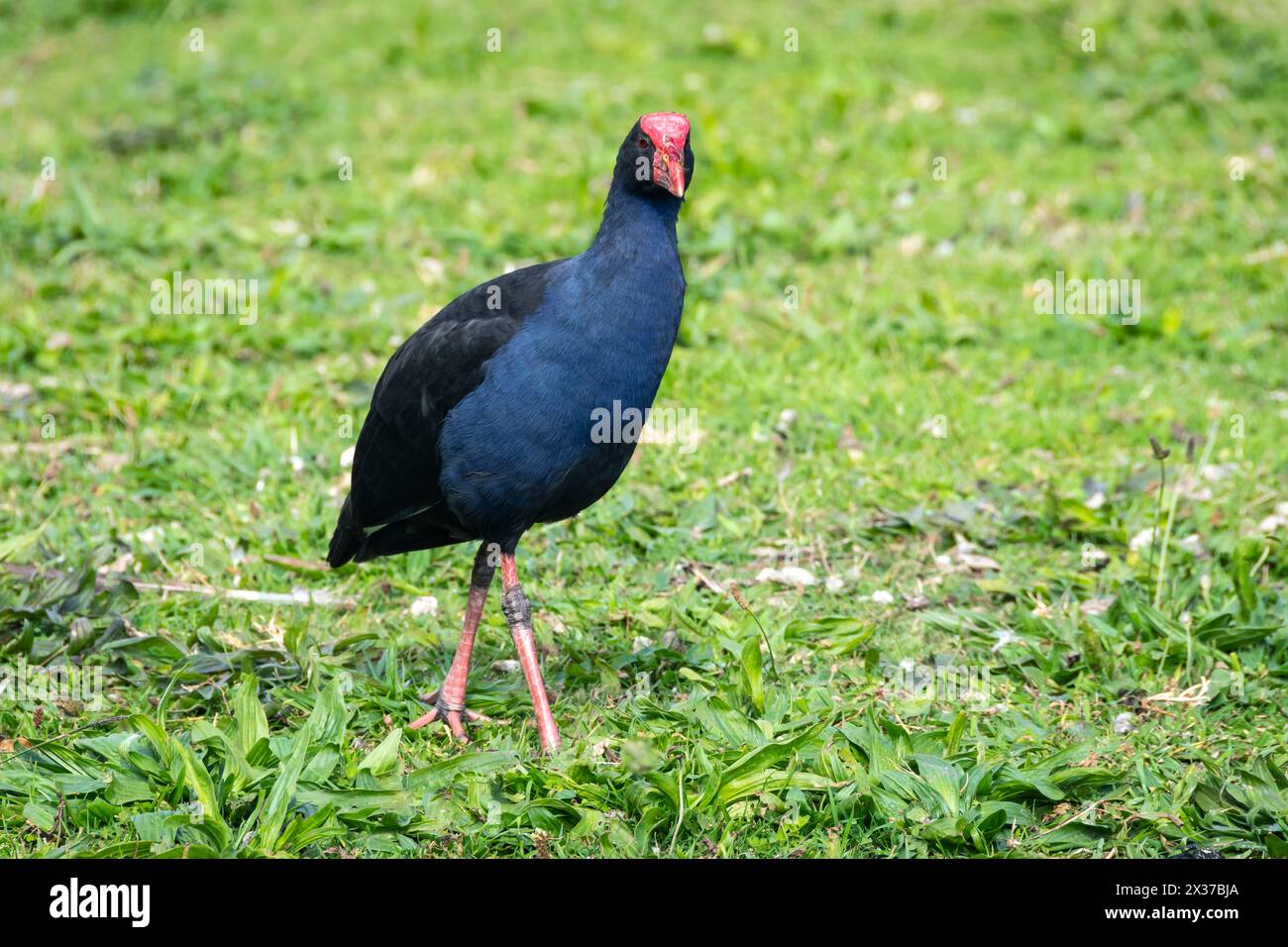 Pukeko in der Waikanae Lagune, Wellington, Nordinsel, Neuseeland Stockfoto