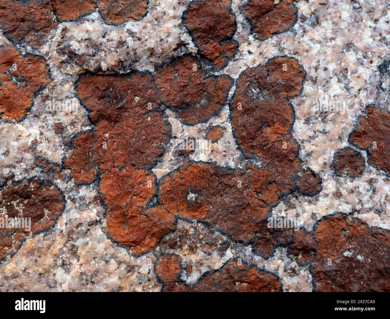 Granit mit einem schönen Flechtenmuster (Flavoplaca). Wunderschön als Hintergrund. Stockfoto