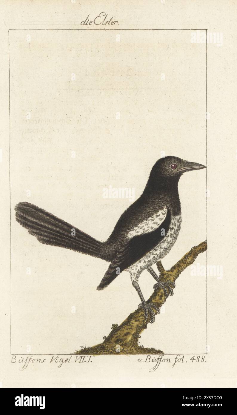 Eurasische Elster oder gewöhnliche Elster, Pica pica. Die Elster, Pie Bavarde. Handkolorierter Kupferstich nach einer Illustration von Francois-Nicolas Martinet aus Bernhard Christian Ottos Ausgabe von Comte de Buffons Naturgeschichte der Vogel, Naturgeschichte der Vögel, Ben Joachim Pauli, Berlin, 1781. Stockfoto