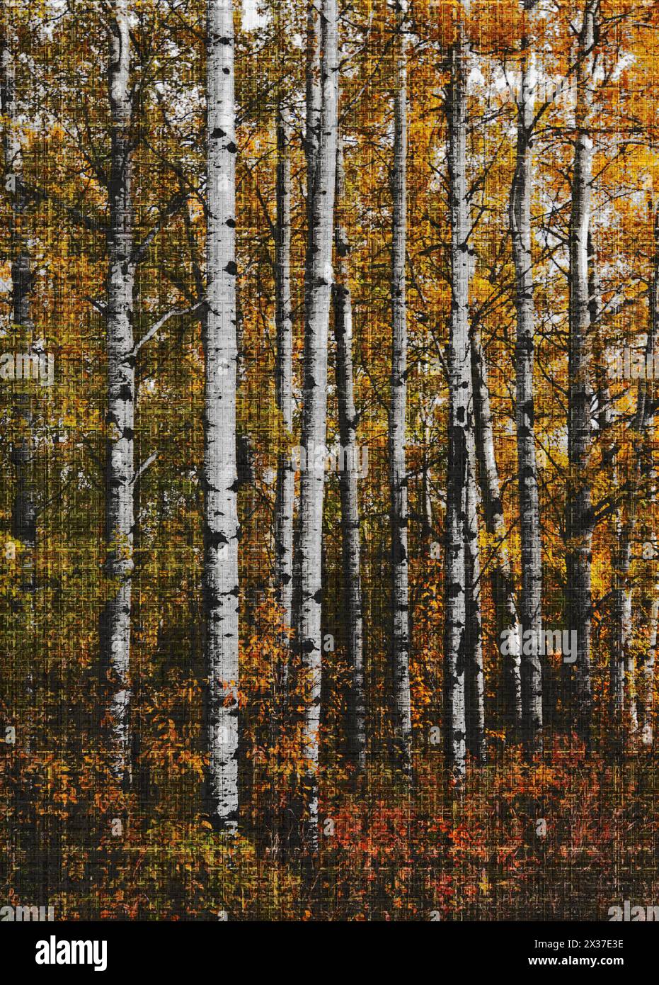 Vertikale Bäume in Herbstfarben mit einem kunstvollen Effekt, der den wunderschönen Herbst unterstreicht Stockfoto