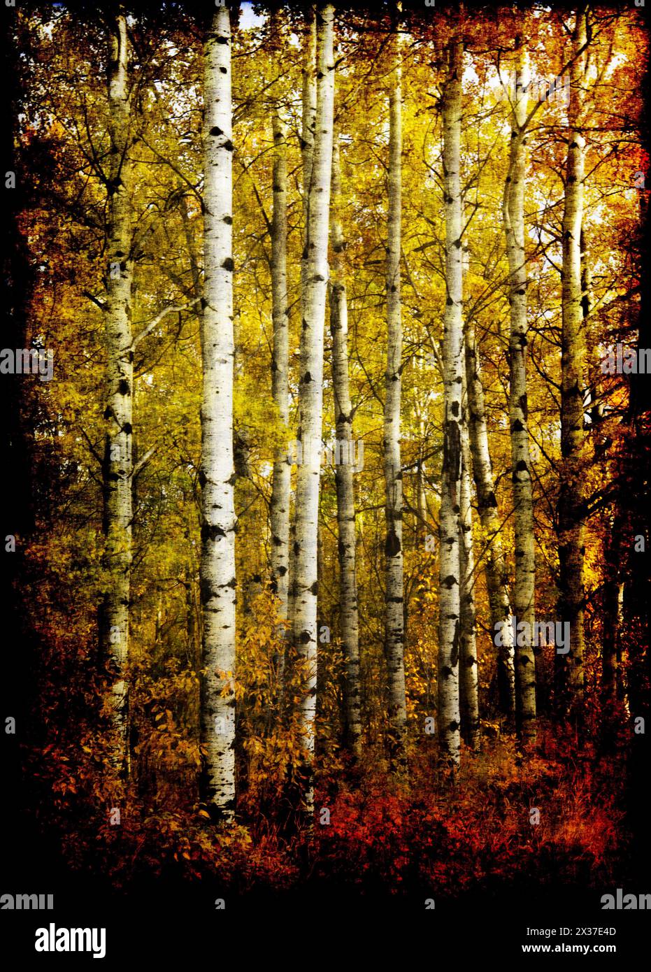 Vertikale Bäume in Herbstfarben mit einem kunstvollen Effekt, der den schönen Herbst 01 zeigt Stockfoto