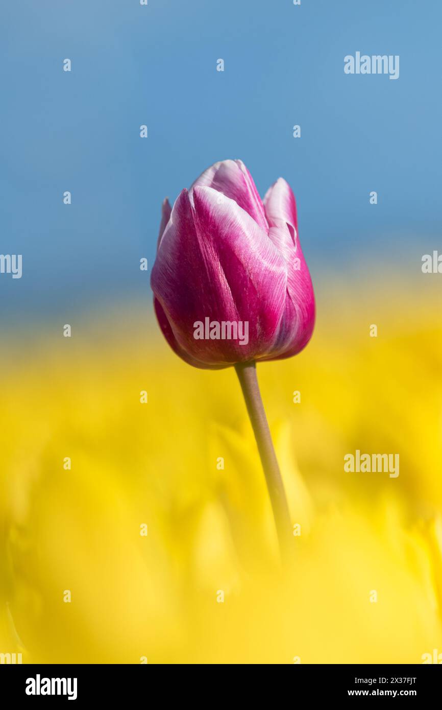 Ein violetter Tulpenkopf hebt sich in einem gelben Feld hervor Stockfoto