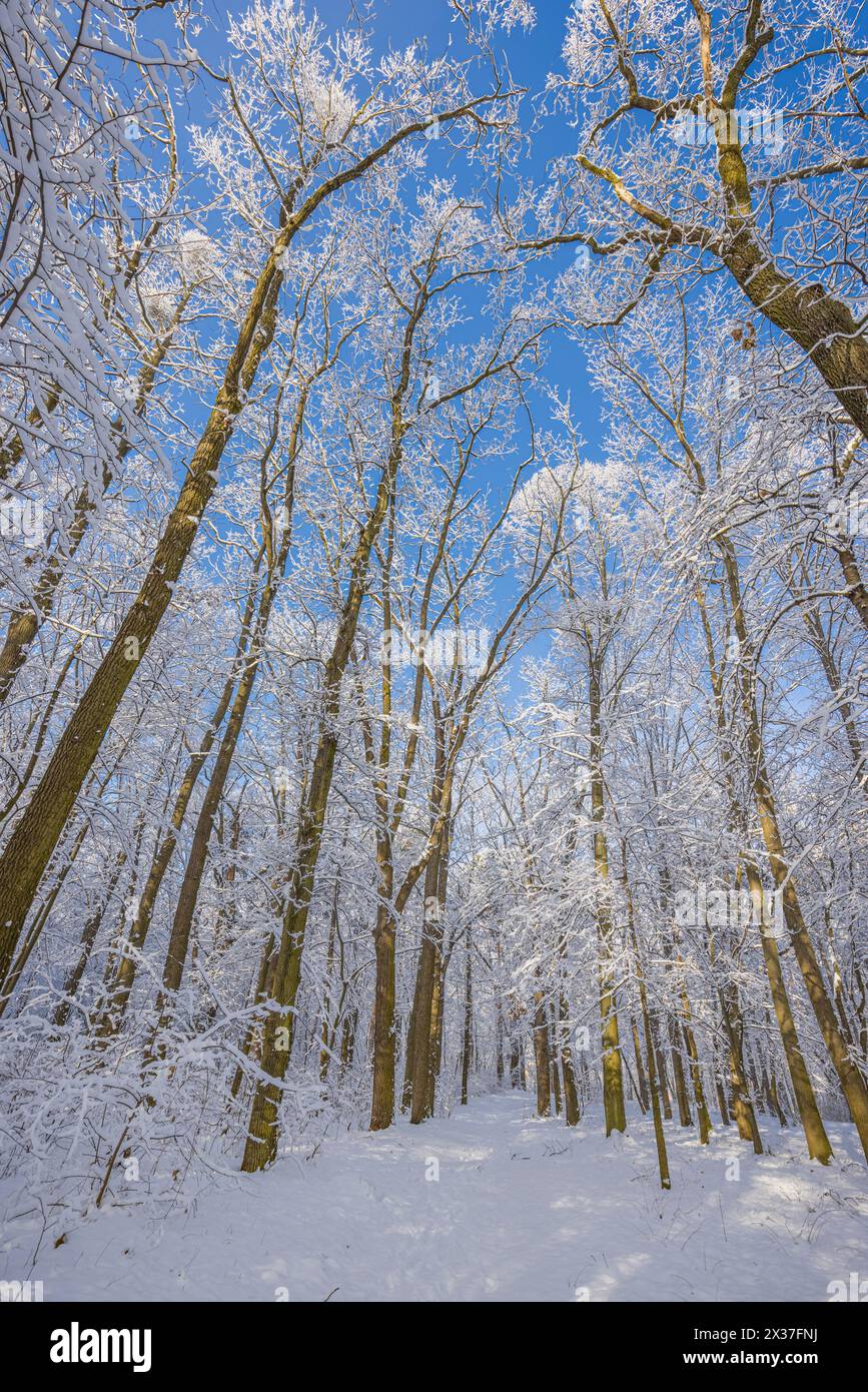 Schneebedeckte Wald Bäume ragen in den strahlend blauen Himmel an einem sonnigen Wintertag. Frostige Waldnatur. Saisonale kalte Landschaft, malerische friedliche Natur Stockfoto