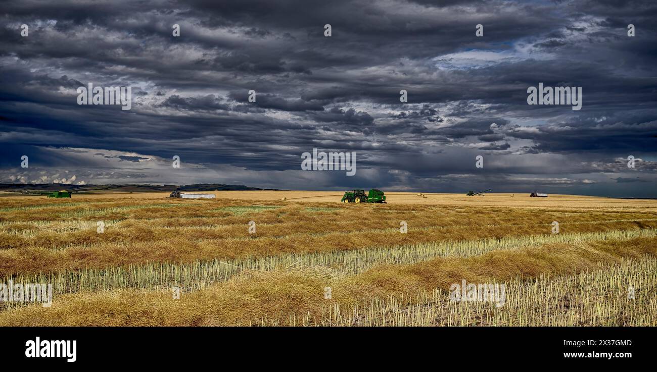 Landmaschinen auf dem Feld ernten das Erntegut, die Schwaden auf dem Feld und einen dunklen, bedrohlichen Himmel über dem Feld zeigen Stockfoto