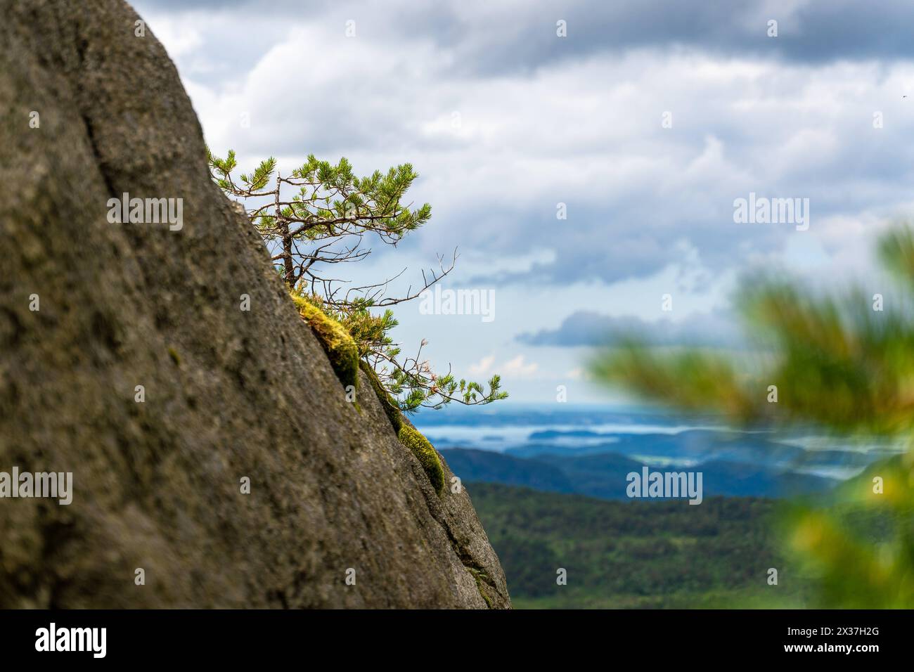 Preikestolen, Norwegen - 14. Juli 2023: Ein kleiner Baum wächst aus den Bergen Norwegens mit Blick auf die norwegische Landschaft *** ein kleiner Baum wächst aus dem Gebirge in Norwegen mit Blick auf die Landschaft Norwegens Stockfoto