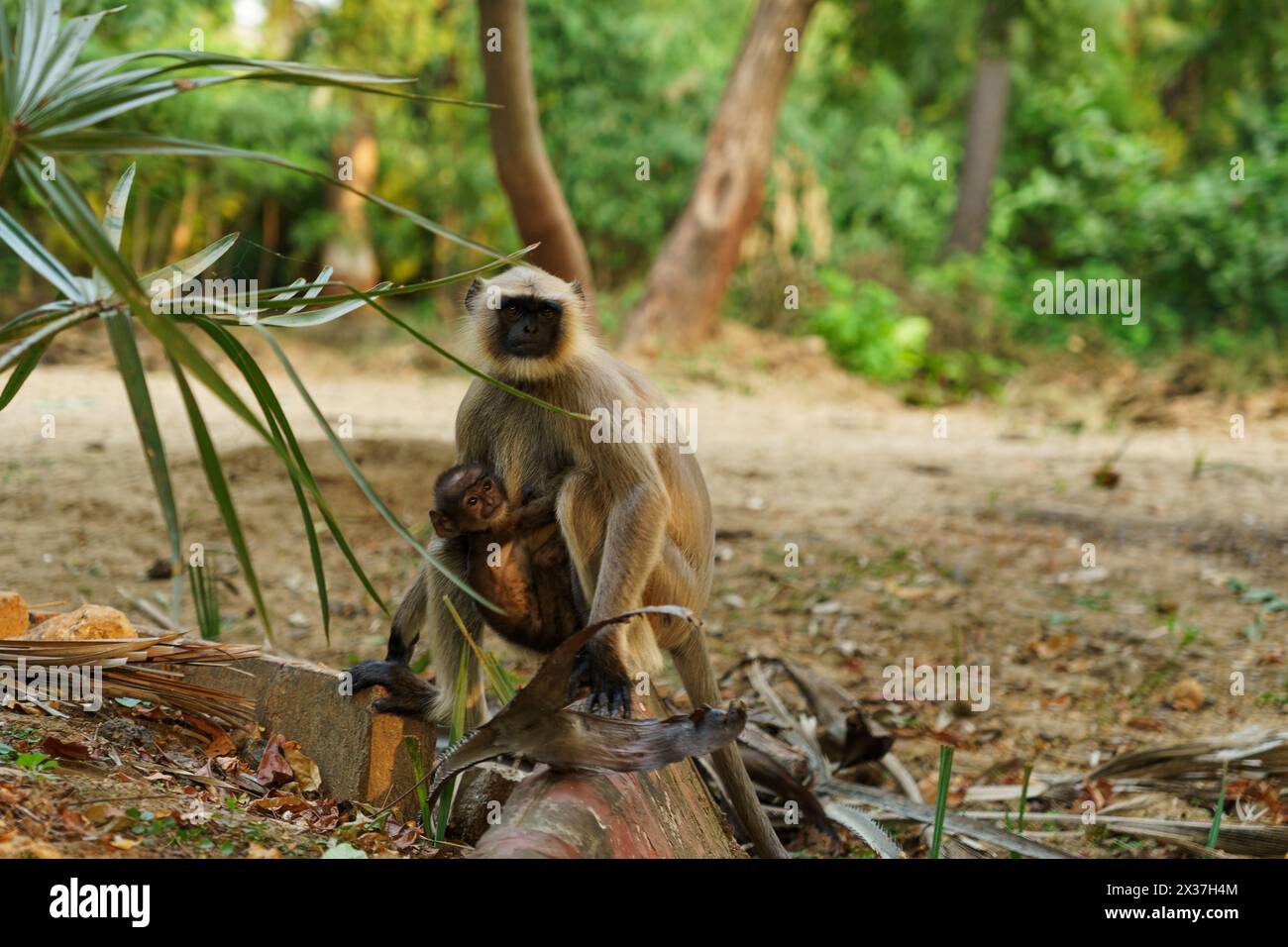 Eine kleine Affenmutter, Chlorocebus pygerythrus, mit ihrem Jungen auf einem Baum in der Wildnis Stockfoto