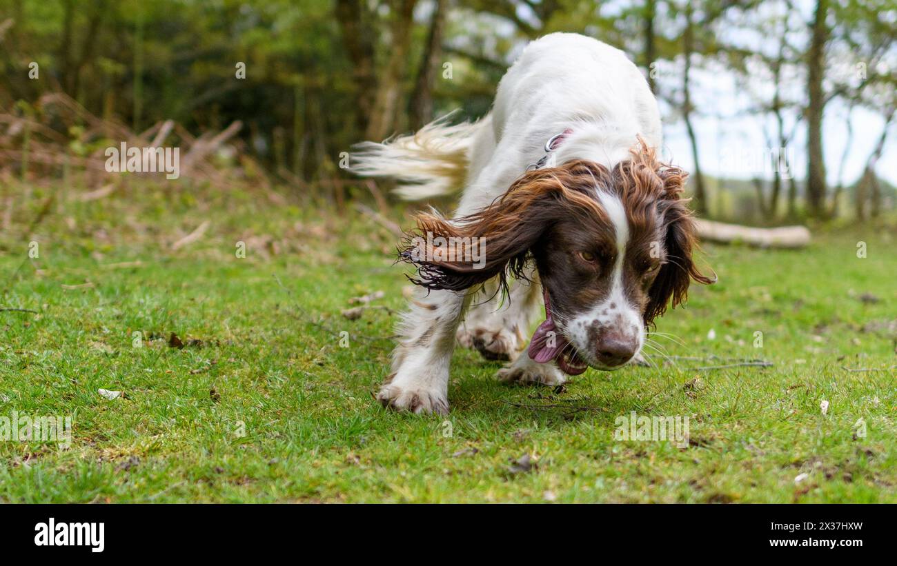 Springer Spaniel Hund, Nase zu Boden, eifrig einem Duft folgend Stockfoto