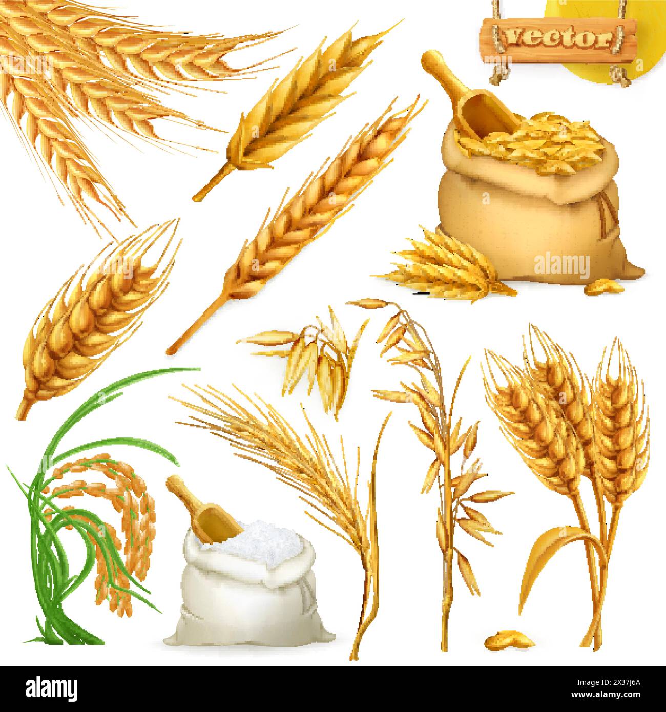 Weizen, Gerste, Hafer und Reis. Getreide, 3d Symbol Vektor festgelegt Stock Vektor