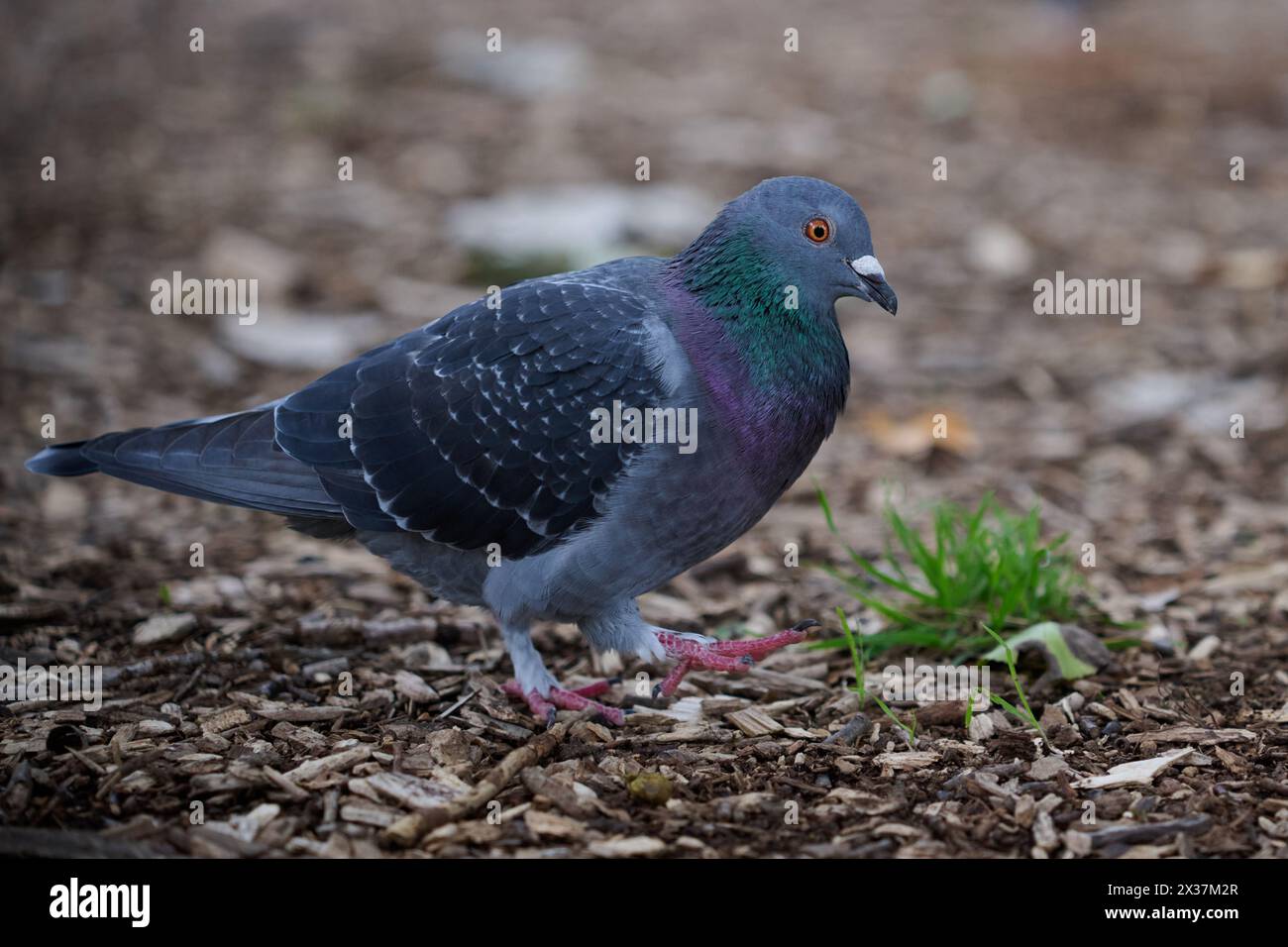 Seitenansicht einer verwilderten Taube oder Taube, während sie einen Schritt in eine schmutzige Gegend macht, kurz bevor sie an einem winzigen Stück Gras vorbeigeht Stockfoto