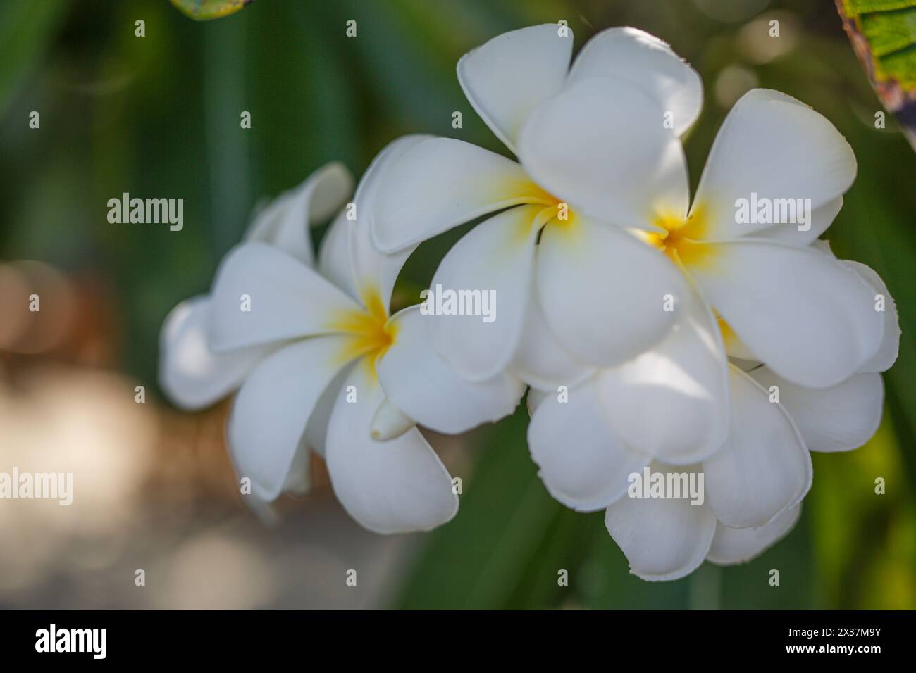 Weiße und gelbe Plumeria-Blüten Bündel Blüte Nahaufnahme, grüne Blätter verschwommener Bokeh-Hintergrund, blühende Frangipani-Baumzweig exotische tropische Blume Stockfoto