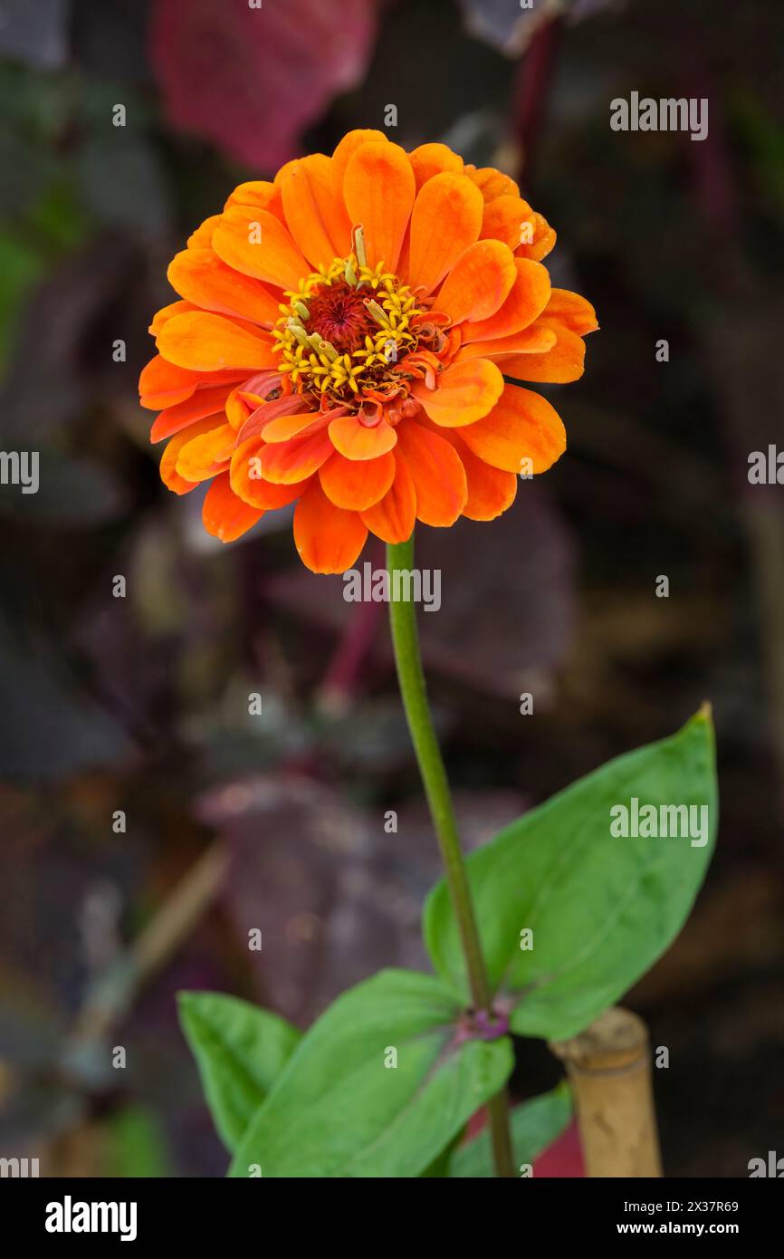 Zinnia elegans Orange King, Zinnia, jährliche, halb-doppelte orange Blume Stockfoto
