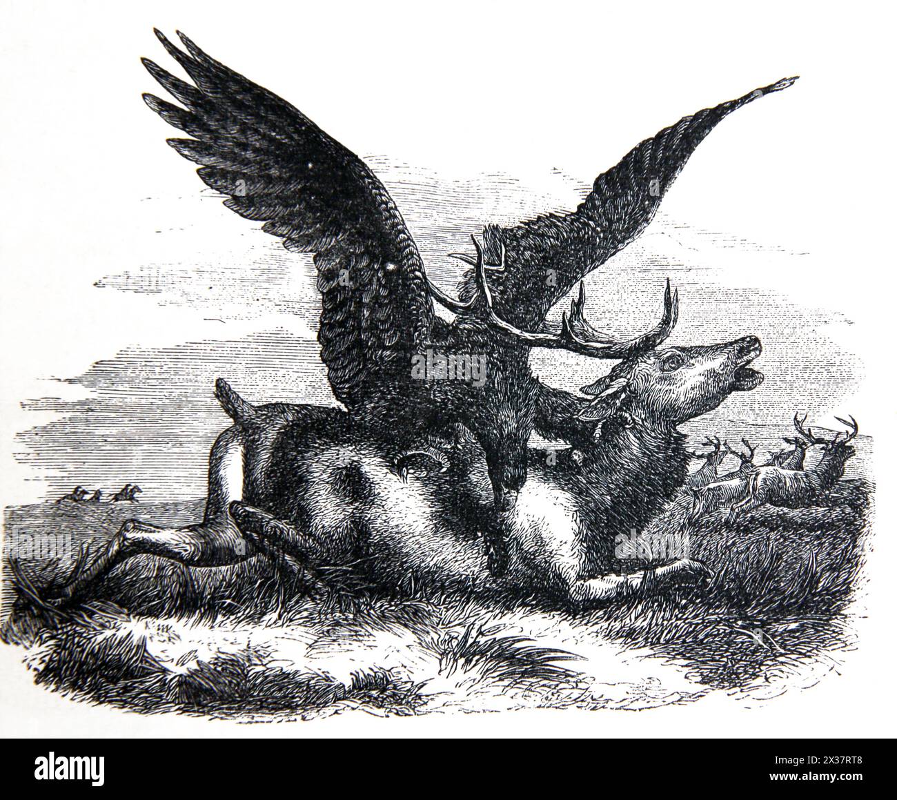 Holzgravur mit einem Adler, der einen Hirsch aus einem Absatz aus dem Buch Hiob tötete. Sie verfielen als schnelle Schiffe als Adler That Hase Stockfoto