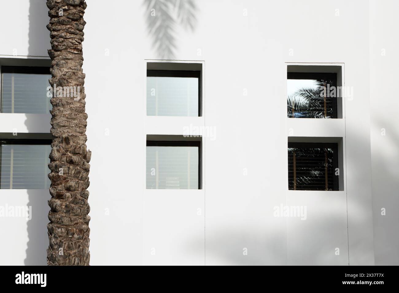 Datum Palmenstamm und Palmenschatten, die an weißen Wänden durch Fenster verziert sind. Das Chedi Hotel Muscat Oman Stockfoto