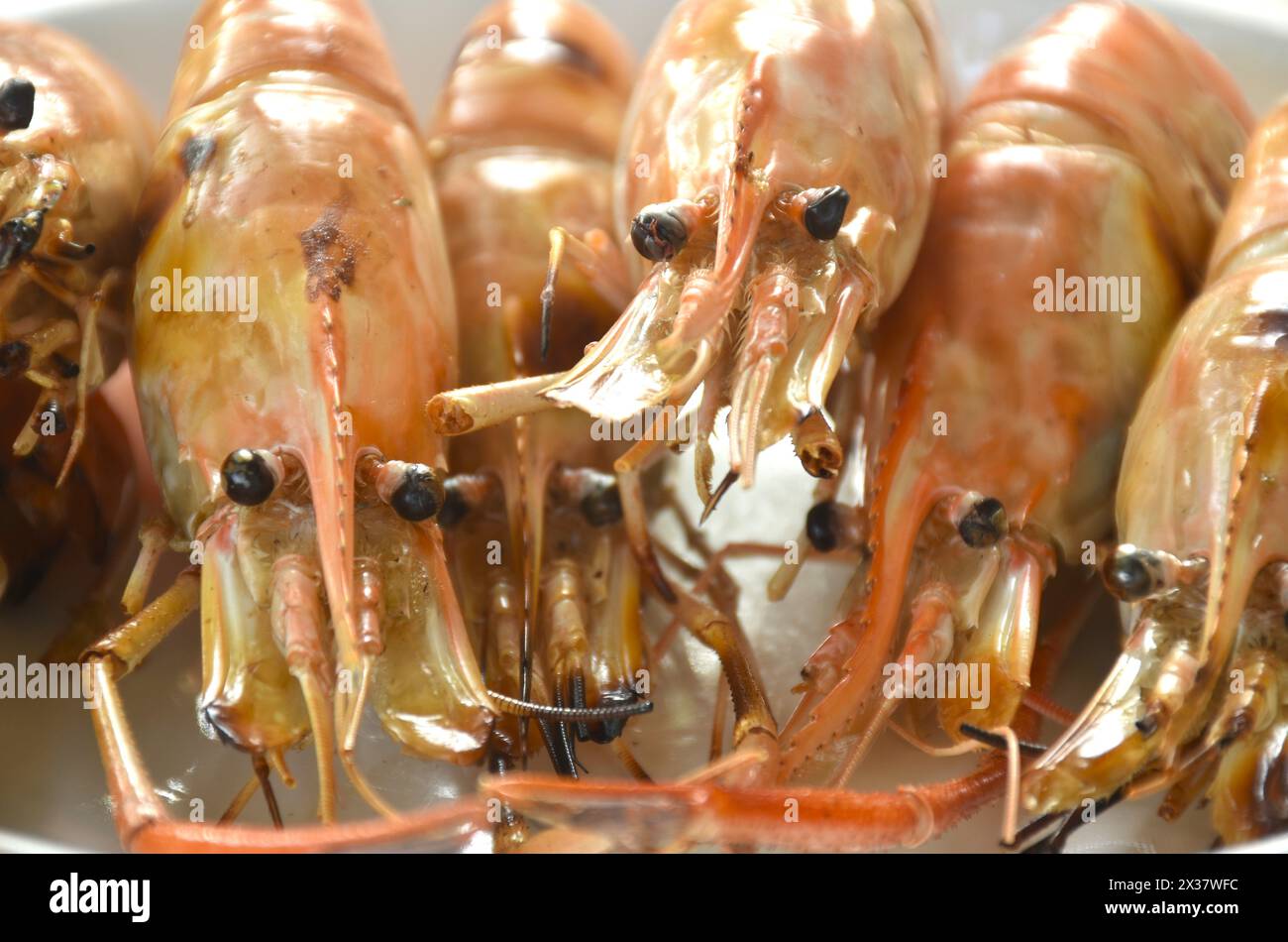 Gegrillte River Shrimps auf Teller mit würziger thailändischer Meeresfrüchtsauce Stockfoto