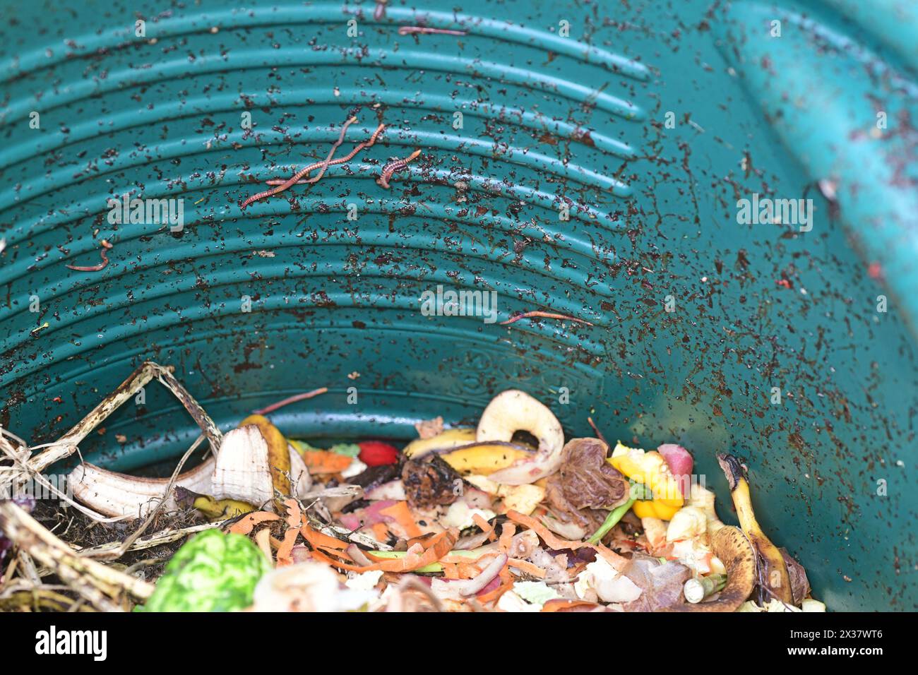 Gartenwürmer essen Abfallfutter im Kompostbehälter Stockfoto