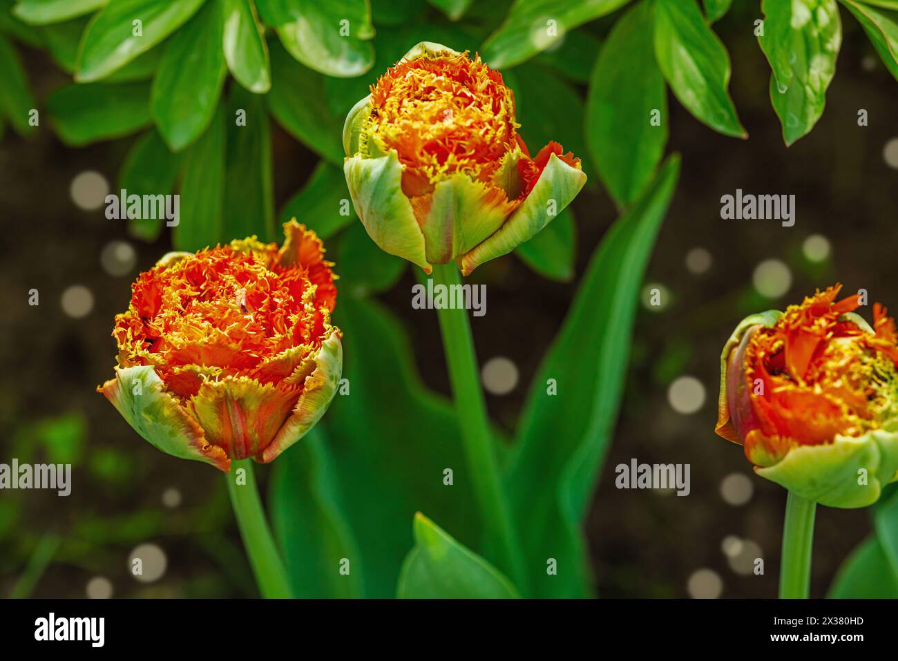 Blühende Tulpen wachsen im Garten. Frühlingsgärtnern, Outdoor-Konzept, Blumenstil. Wunderschöne Naturtapete Stockfoto