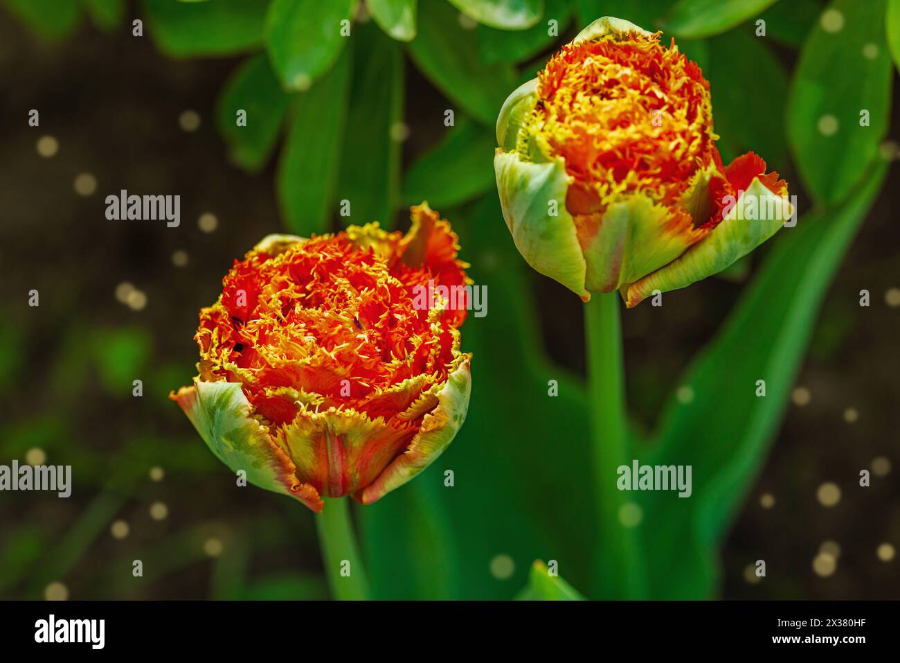 Blühende Tulpen wachsen im Garten. Frühlingsgärtnern, Outdoor-Konzept, Blumenstil. Wunderschöne Naturtapete Stockfoto
